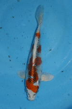 20101121 214-225.jpg